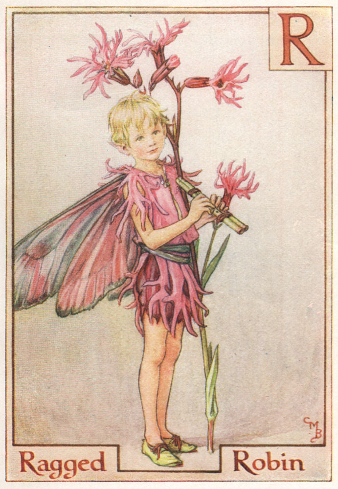 R = Ragged Robin Fairy by Cicely Mary Barker. Alphabet Flower Fairies c1934